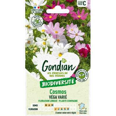 Cosmos véga varié