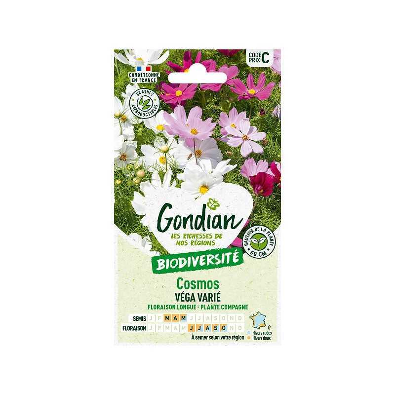Cosmos véga varié